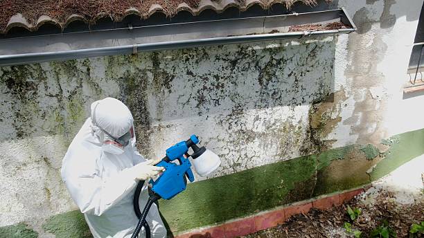 Trusted Black Mold Removal service in Grantsville, MD - Cheap Mold Removal